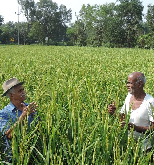 About Saguna Rural Foundation, Confident Farmer, Avsare 